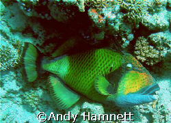 Big Trigger fish, he just lay there, getting cleaned, I t... by Andy Hamnett 